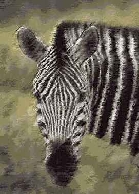 Фильтр Poster Edges